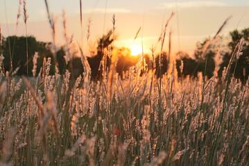 sunset through a grassy field